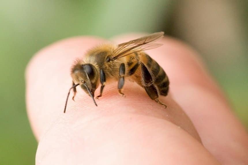 Insect Employer Stinging Insect Injury Prevention – Important Information for Employers ...